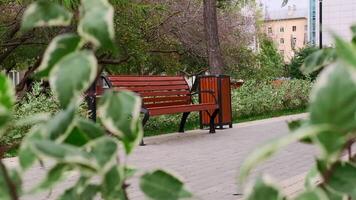 View through branches of bush on bench. Clip. Blurred branches of shrub swing on background of park bench. Beautiful shrubs and plants with bench in residential garden video