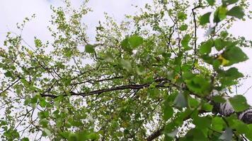 Bottom view of green leaves of branches swaying in wind. Clip. Branches with green leaves of tree in wind. Swaying branches with leaves in wind on cloudy summer day video