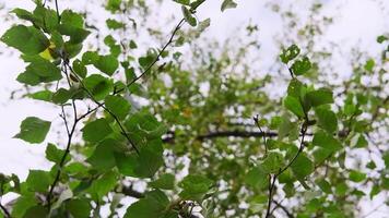 Bottom view of green leaves of branches swaying in wind. Clip. Branches with green leaves of tree in wind. Swaying branches with leaves in wind on cloudy summer day video
