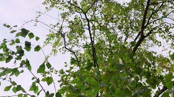 Bottom view of green leaves of branches swaying in wind. Clip. Branches with green leaves of tree in wind. Swaying branches with leaves in wind on cloudy summer day video