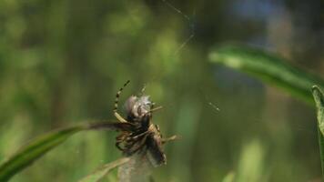 Spider kills butterfly. Creative. Struggle of butterfly caught in spider's web. Spider fights with butterfly in summer meadow. Predators in insect world video