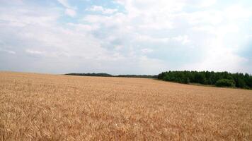 Aerial of farm field with summer hay. Media. Drone flying above golden wheat field with forest on the background and cloudy sky. video