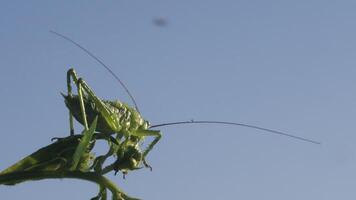 Green grasshopper on grass. Creative. Locusts on grass with summer rain and sunny weather. Refreshing rain falls on green locusts in grass video