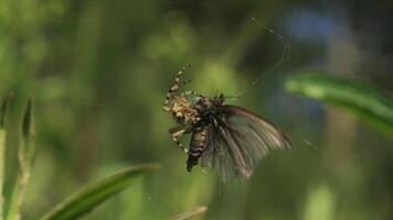 Spider kills butterfly. Creative. Struggle of butterfly caught in spider's web. Spider fights with butterfly in summer meadow. Predators in insect world video