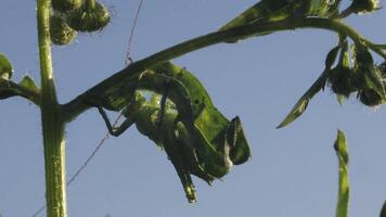 Green grasshopper on grass. Creative. Locusts on grass with summer rain and sunny weather. Refreshing rain falls on green locusts in grass video