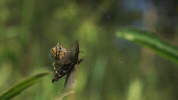 Spider kills butterfly. Creative. Struggle of butterfly caught in spider's web. Spider fights with butterfly in summer meadow. Predators in insect world video