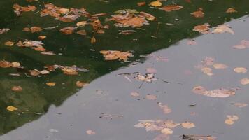 Close up of lake water surface with flowing autumn leaves. Creative. Green lake and leaves on calm water. video