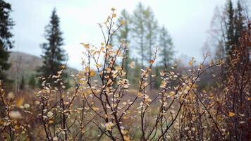 Autumn bushes with yellow leaves on forest background. Clip. Bushes with yellow leaves in rainy autumn forest. Beautiful bushes in forest on autumn cloudy day video