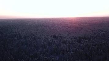 A huge area of forest taken from a helicopter. Clip. The highest fir trees standing at sunset and frozen from subzero weather and snow. video