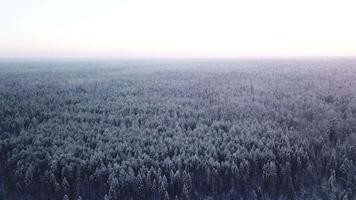 A huge area of forest taken from a helicopter. Clip. The highest fir trees standing at sunset and frozen from subzero weather and snow. video
