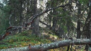 Dry branches of old trees on background of forest and green moss. Clip. Lichens on trees in forest on sunny day. Moss and lichens with dry trees in forest video