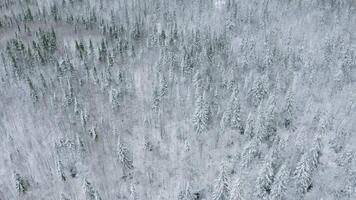 Top view of snow-covered winter forest. Clip. Coniferous forest with snow trees on cloudy day. Vast forest with snow in winter video