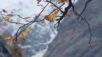 High mountains covered by snow in a morning haze. Creative. close up of a tree branch and wild nature and slopes of rocks. video
