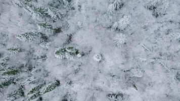 Top view of snow-covered winter forest. Clip. Coniferous forest with snow trees on cloudy day. Vast forest with snow in winter video