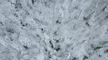 Top view of wild coniferous forest in winter. Clip. Flying over tops of snowy trees in winter. Beautiful winter forest with snow trees video