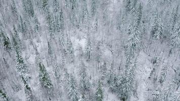 Top view of wild coniferous forest in winter. Clip. Flying over tops of snowy trees in winter. Beautiful winter forest with snow trees video