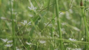 Movement among green grass. Creative. Close-up flight through green blades of grass in summer. Movement among green grass in summer meadow video