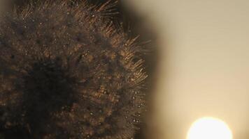 Nature in macro photography. Creative. Shooting outdoors in sunny weather where dandelions and cobwebs are shot in close-up. video