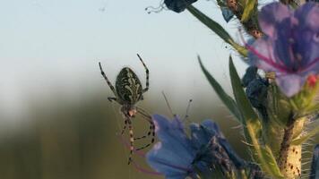 Large spider on web with flower in summer. Creative. Close-up of spider on web with color. Tarantula on spider web in field with flowers on summer day video