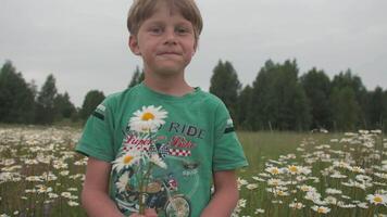 A little boy in a chamomile field. Creative. A small child in the grass collects flowers and smiles in the summer. video