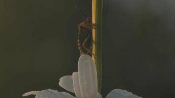 Small insects in macro photography. Creative. Sunny grass stalks on which grasshoppers sit and midges fly. video