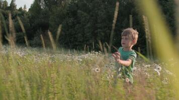 Happy kid in park in field. Creative. Boy child running through green tall grass on a summer day. video
