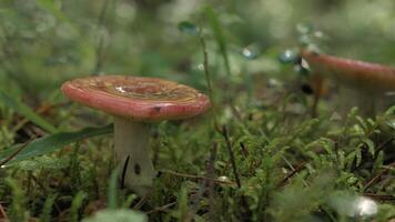 Small mushrooms with a red cap in the rain. Creative. Small mushrooms in the overgrown green grass on which cold raindrops fall. video