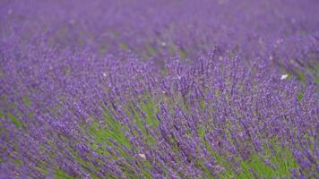Close-up of purple lavender bushes with butterflies. Action. Beautiful lavender bushes in field on sunny day. Summer lavender fields with insects video