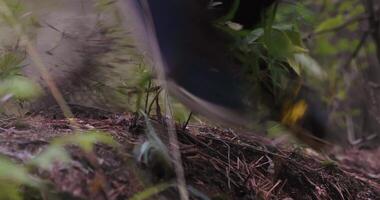Close-up of man stumbling and jumping in forest. Stock. Man stumbles to ground with bush in forest. Man jumps down from hill in forest video