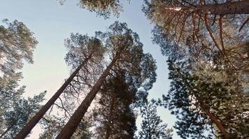 Summer calm forest. Clip. A light view from below of the trees on which the rays of light fall. video