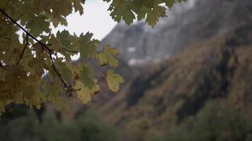 Tree branch and mountains on the background, autumn landscape. Autumn tree leaves and forest. video