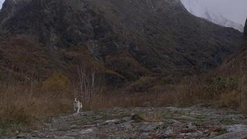 Dog runs along mountain trail. Dog runs in mountains on cloudy day. Stray dog runs along mountain trail video