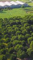 topo Visão do muitos agrícola Campos. grampo. muitos variedades do legumes e frutas estão crescido dentro agrícola Campos com estufas. agrícola Campos com Largo variedade do vegetação e plantar video