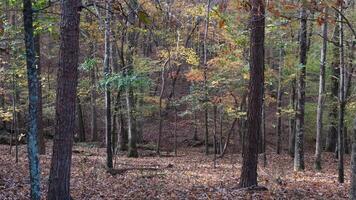 Autumn in the forest video