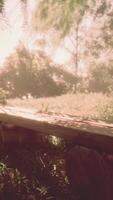 An old wooden bench in an open field outside with a forest video