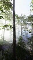 Magical forest with light rays through wood by FPV drone video