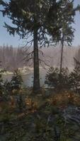 View in to tall pine trees on a summers day video