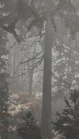 View in to tall pine trees on a summers day video