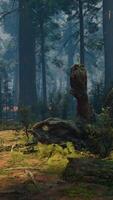 Pine forest with the last of the sun shining through the trees video