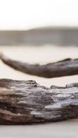 piece of an old root is lying in the sand of the beach video