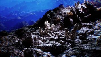 Exploring the rich textures of the seabed in a vibrant underwater environment video