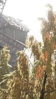 old traditional wooden windmill in the forest video