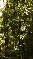 Green bamboo forest in Hawaii video