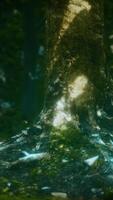 velhas árvores com líquen e musgo na floresta verde video