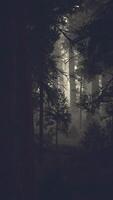 black tree trunk in a dark pine tree forest video
