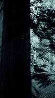 black tree trunk in a dark pine tree forest video