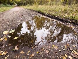 Bright yellow and green maple leaves in a puddle of water, Autumn, leaf fall. photo