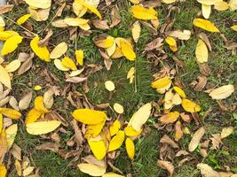 Autumn leaves on green grass against the background of fall colorful trees with sunbeams photo