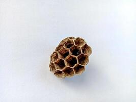 wasp nest isolated white background close up photo