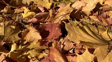 A vibrant carpet of fallen autumn leaves in shades of red, orange, and yellow. Colorful maple tree on the ground. Autumn leaves background. Perfect for design element, or any commercial purposes. photo